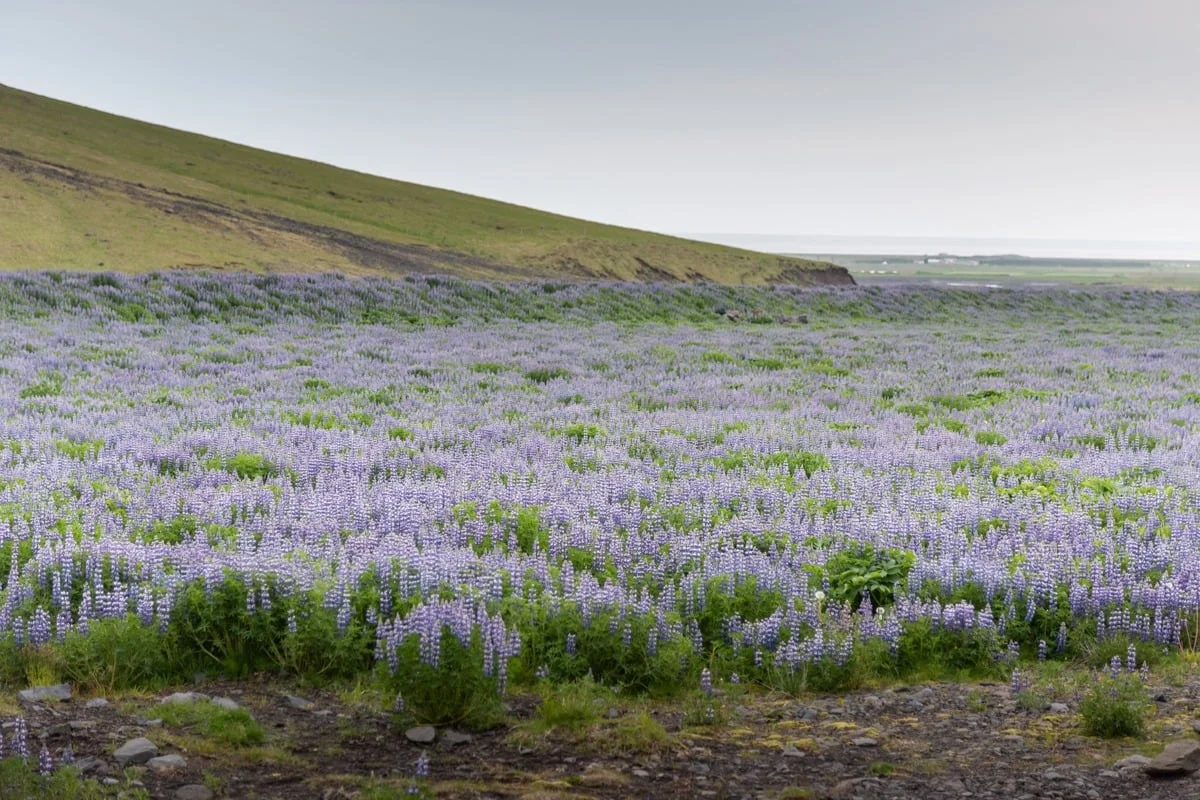 Vaste champ de lupins mauves au pied d'une colline verte