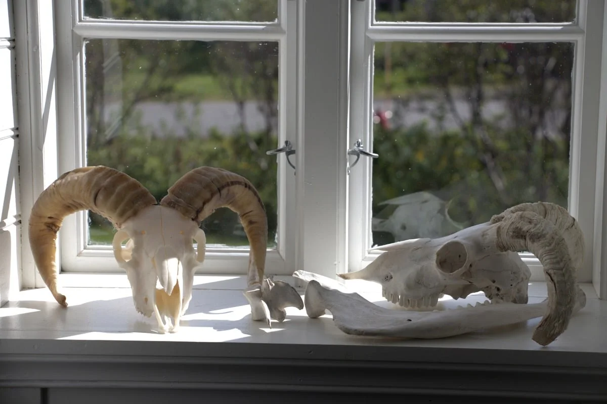 Deux crânes d'animaux à cornes