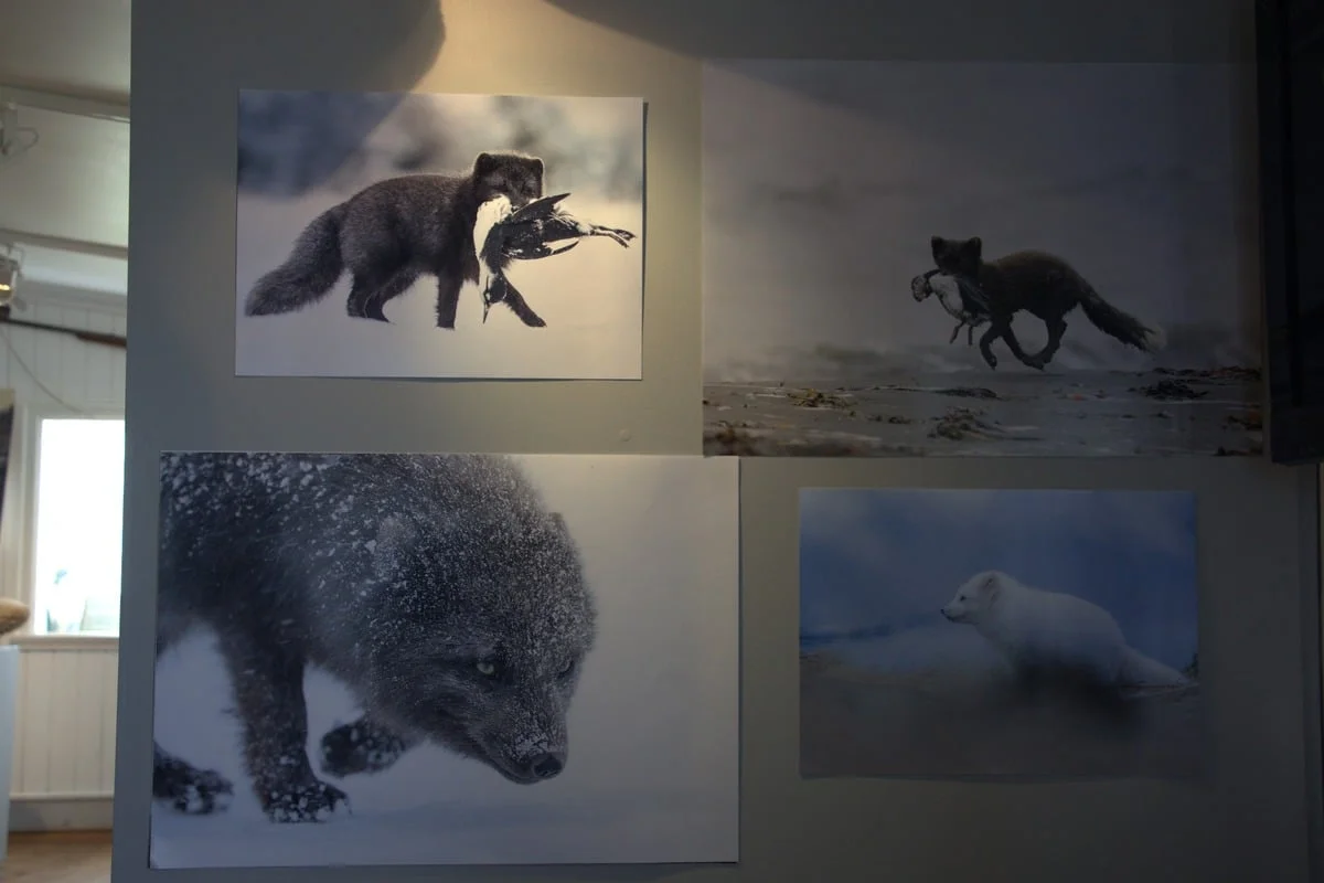 Quatre tirages photo de renards arctiques accrochés sur un mur