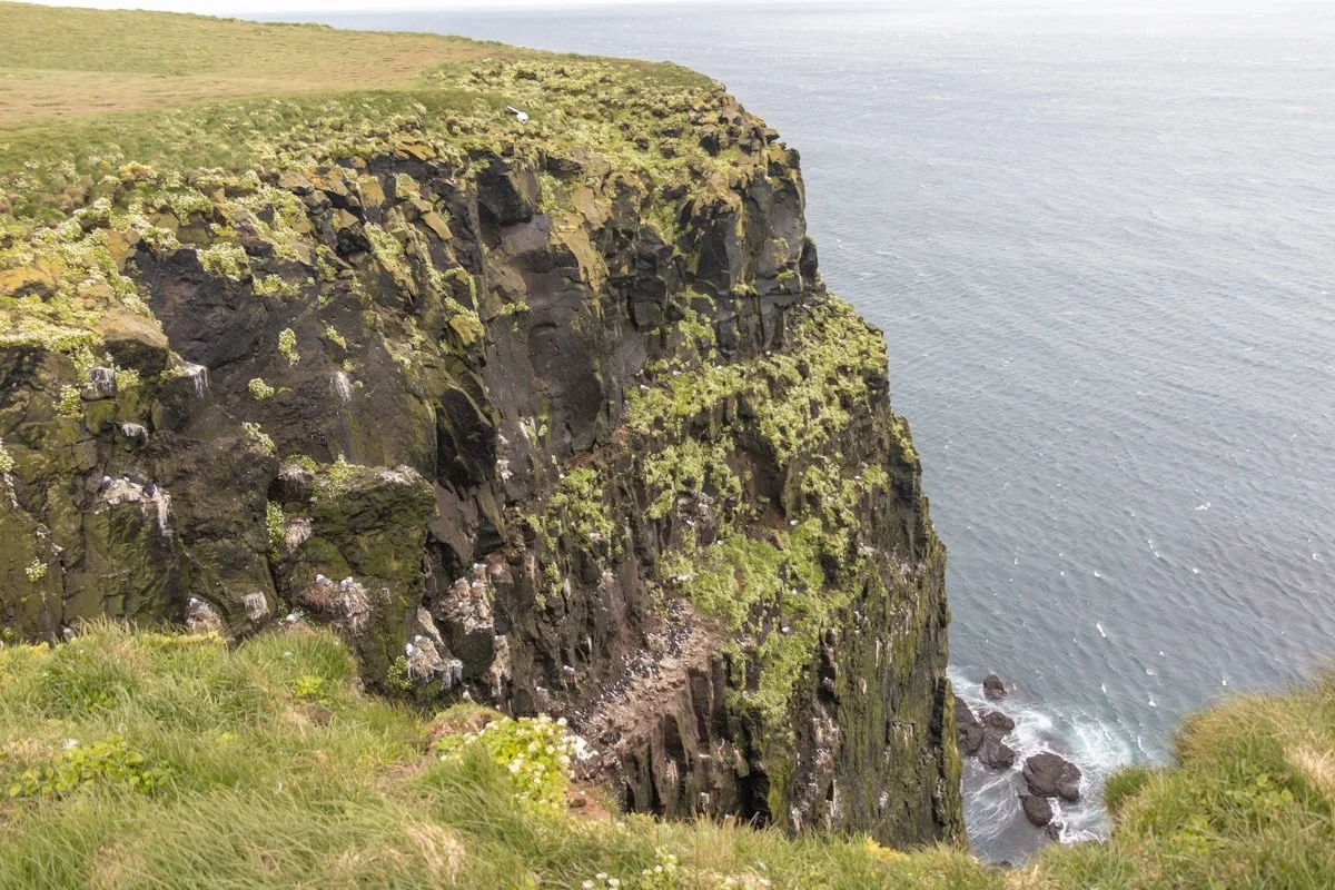 Falaise rocheuse couverte de végétation verte surplombant la mer