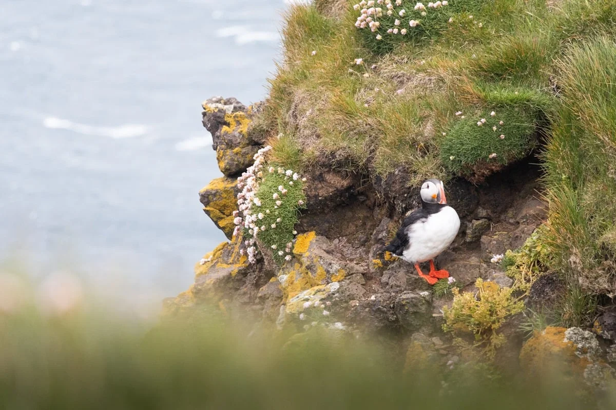Macareux moine posé sur une falaise rocheuse couverte de végétation