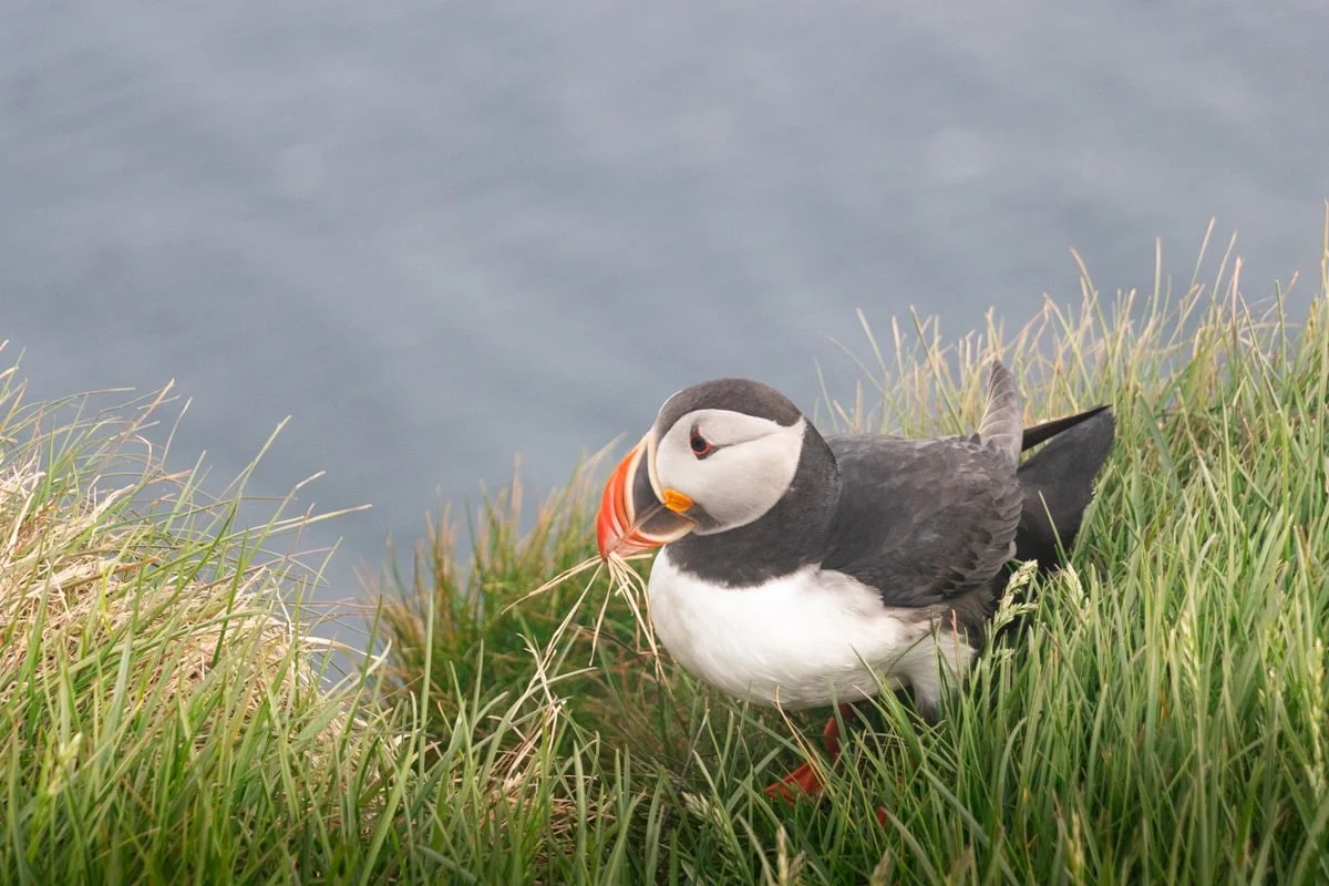 Macareux moine posé dans l'herbe verte en bord de falaise