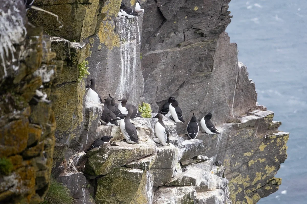 Groupe de guillemots perchés sur une corniche rocheuse