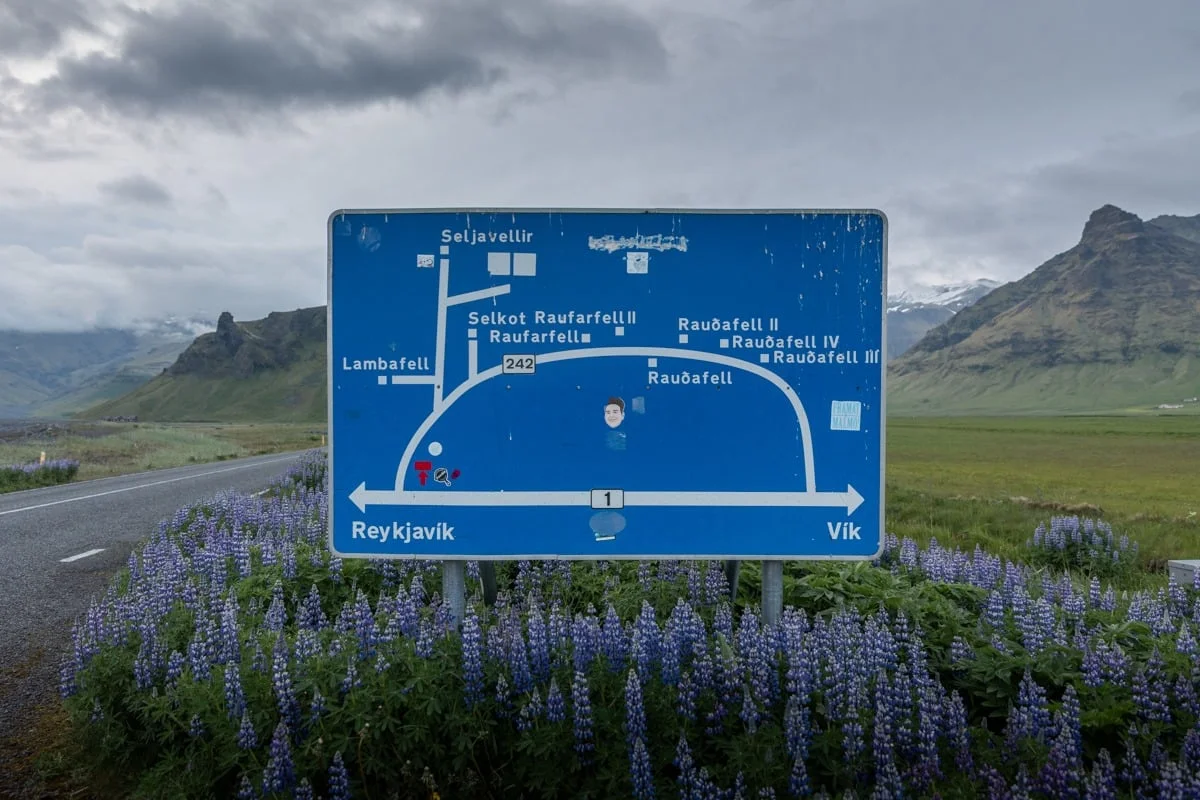 Panneau routier bleu entouré de lupins