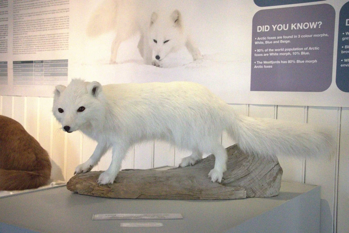 Renard arctique blanc naturalisé posé sur un rocher