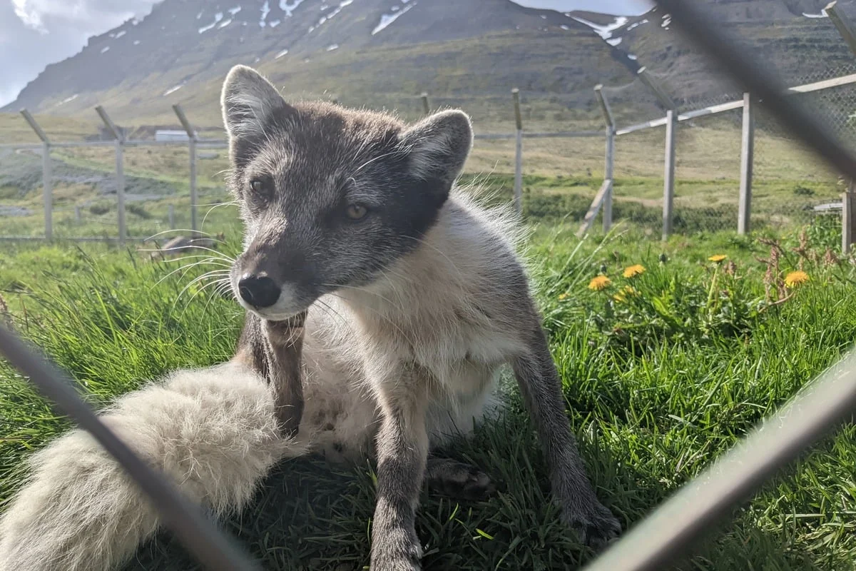 Renard arctique en pelage d'été dans l'herbe derrière un grillage