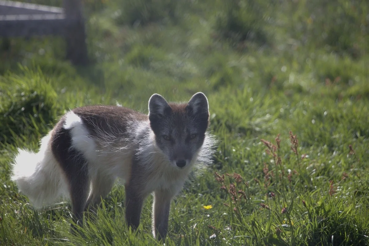 Renard arctique en pelage d'été debout dans l'herbe verte