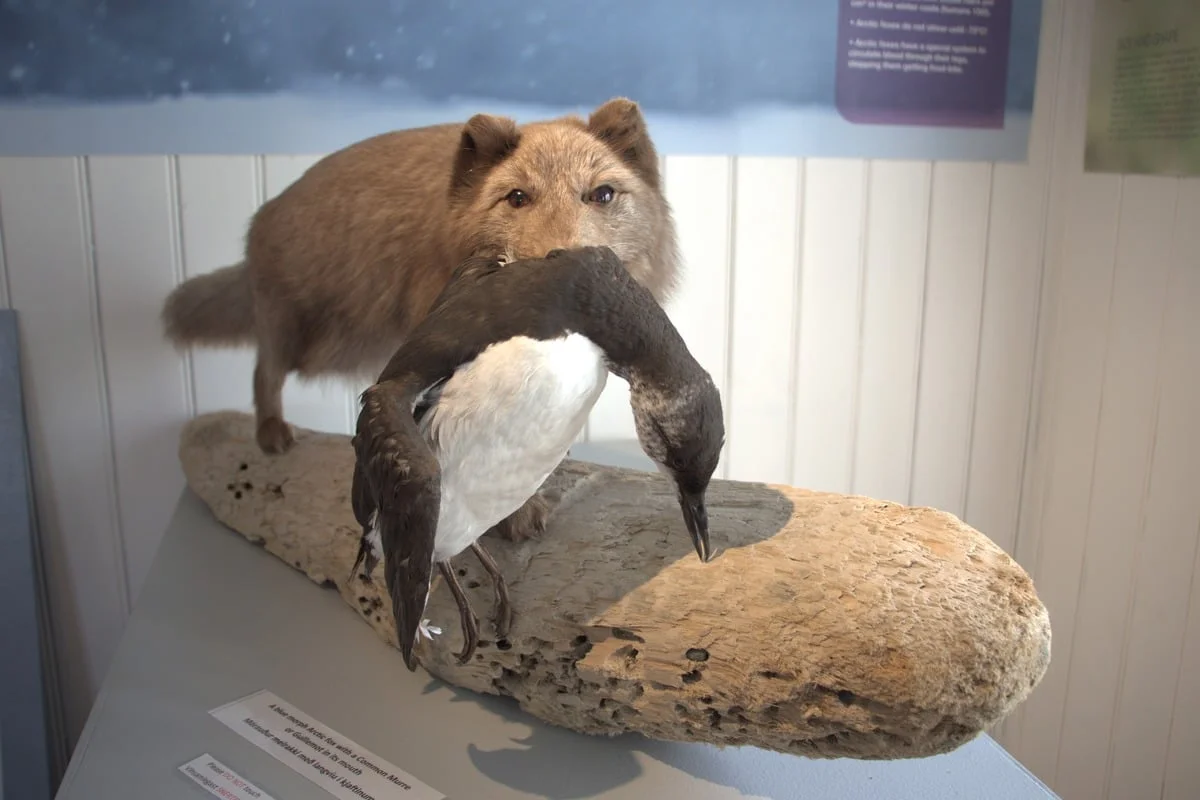 Spécimen naturalisé de renard arctique tenant un oiseau marin sa gueule