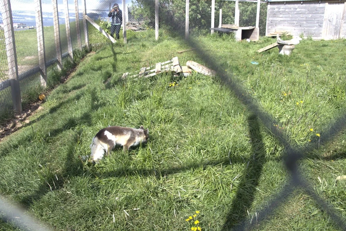 Renard gris dans l'herbe dans un enclos grillagé