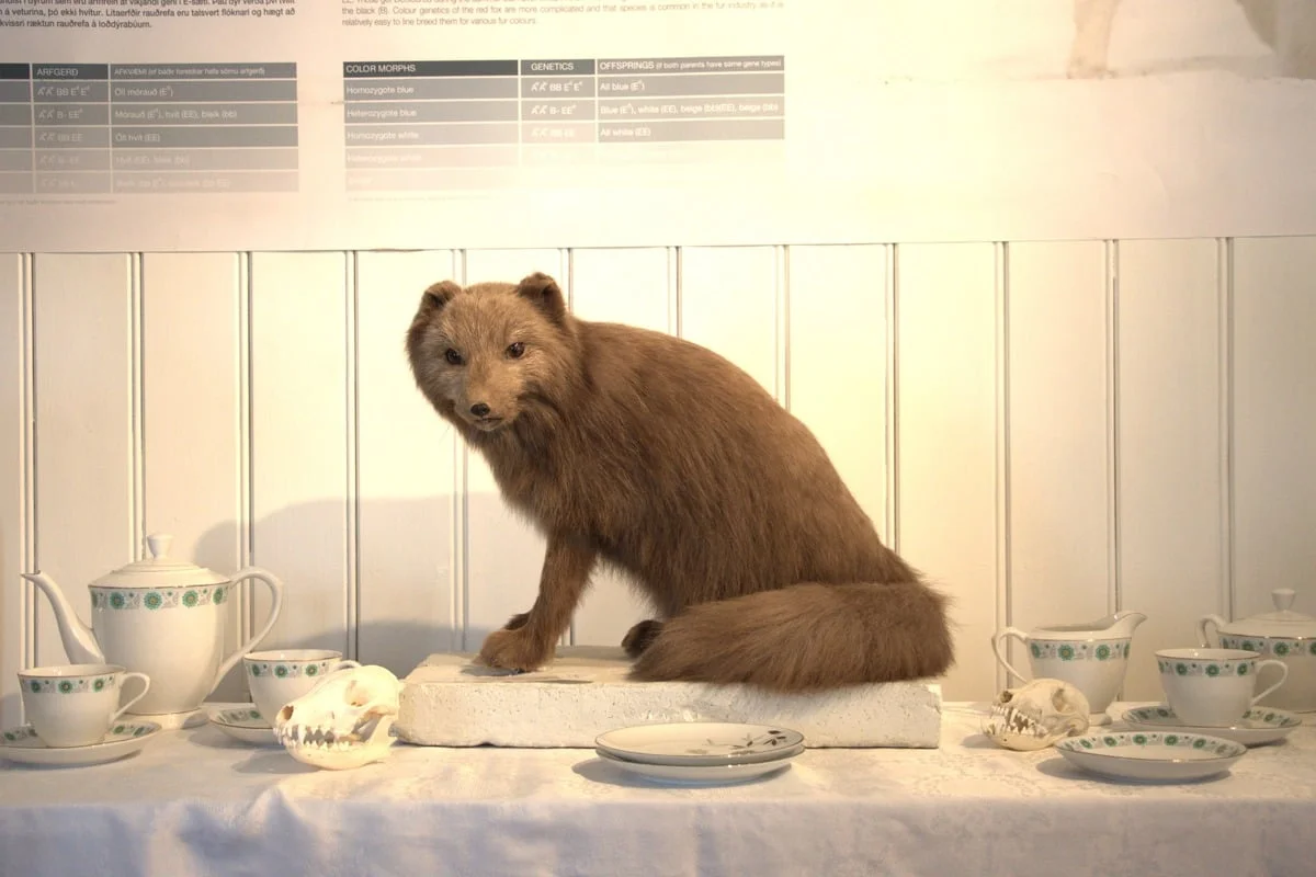 Spécimen naturalisé de renard brun posé sur une table
