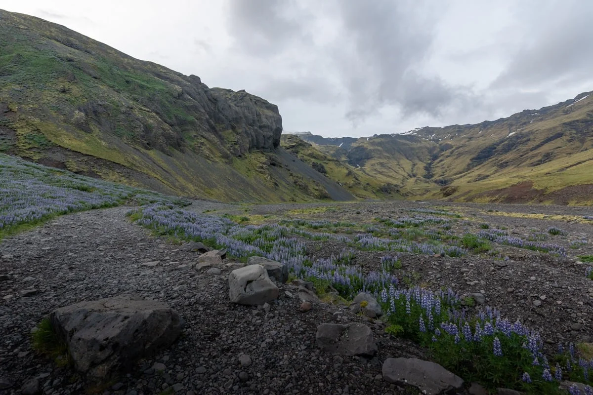 Vallée volcanique avec tapis de lupins mauves et montagnes verdoyantes