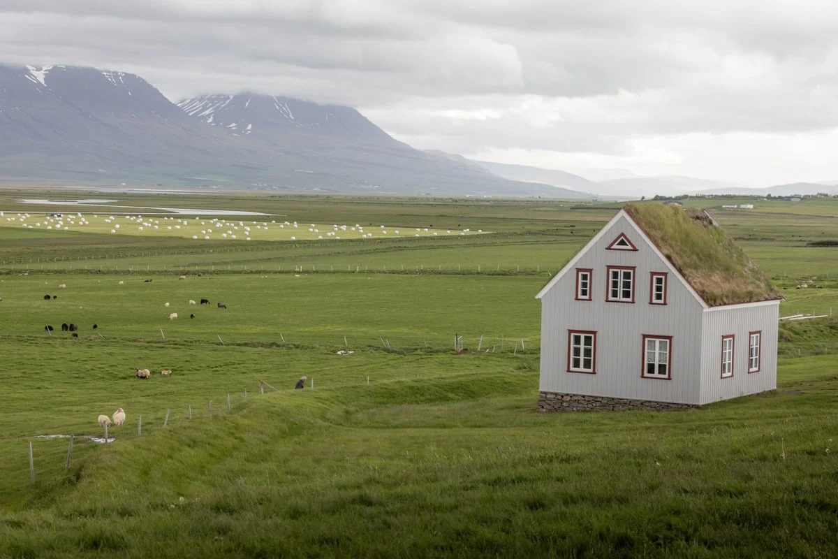 Maison blanche à toit végétalisé entourée de prairies vertes et moutons
