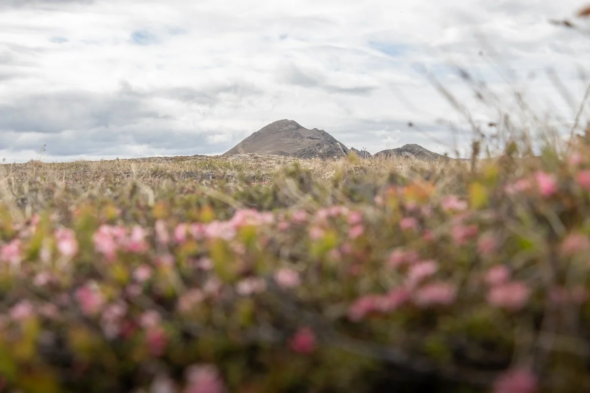 Volcan pointu au loin derrière des fleurs roses floues en premier plan