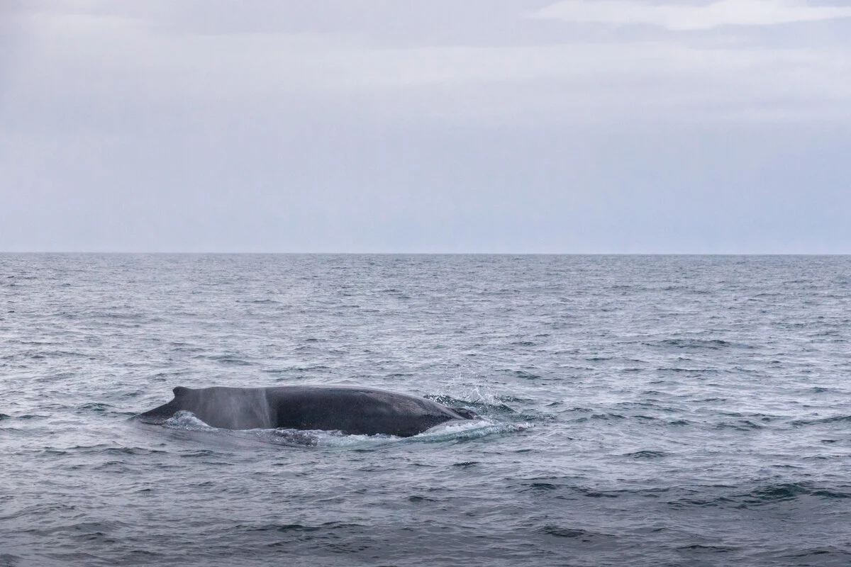 une baleine à bosse nage en surface de l'eau