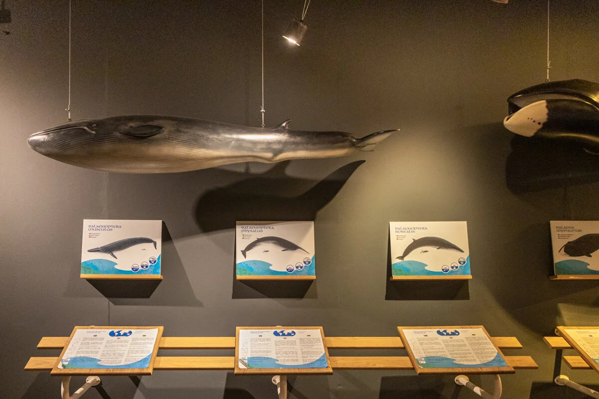 maquettes de poissons exposées dans un musée