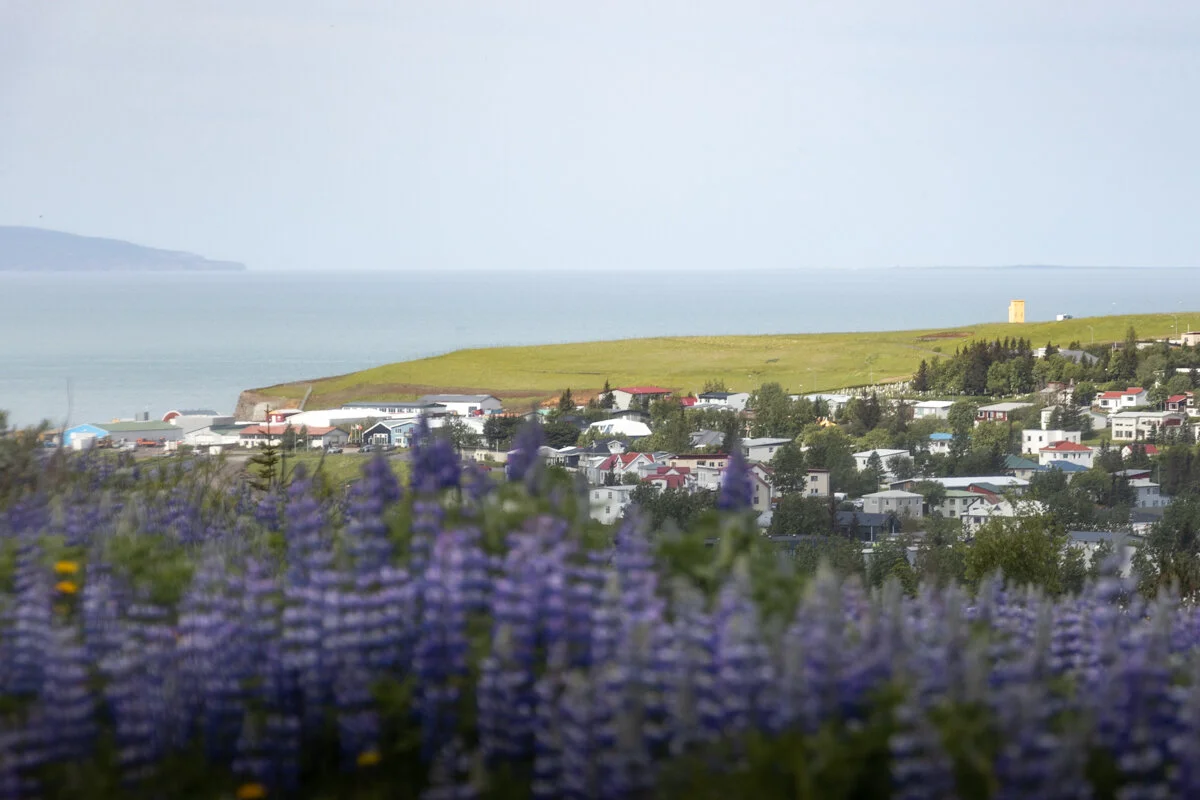 Lupins à Husavik