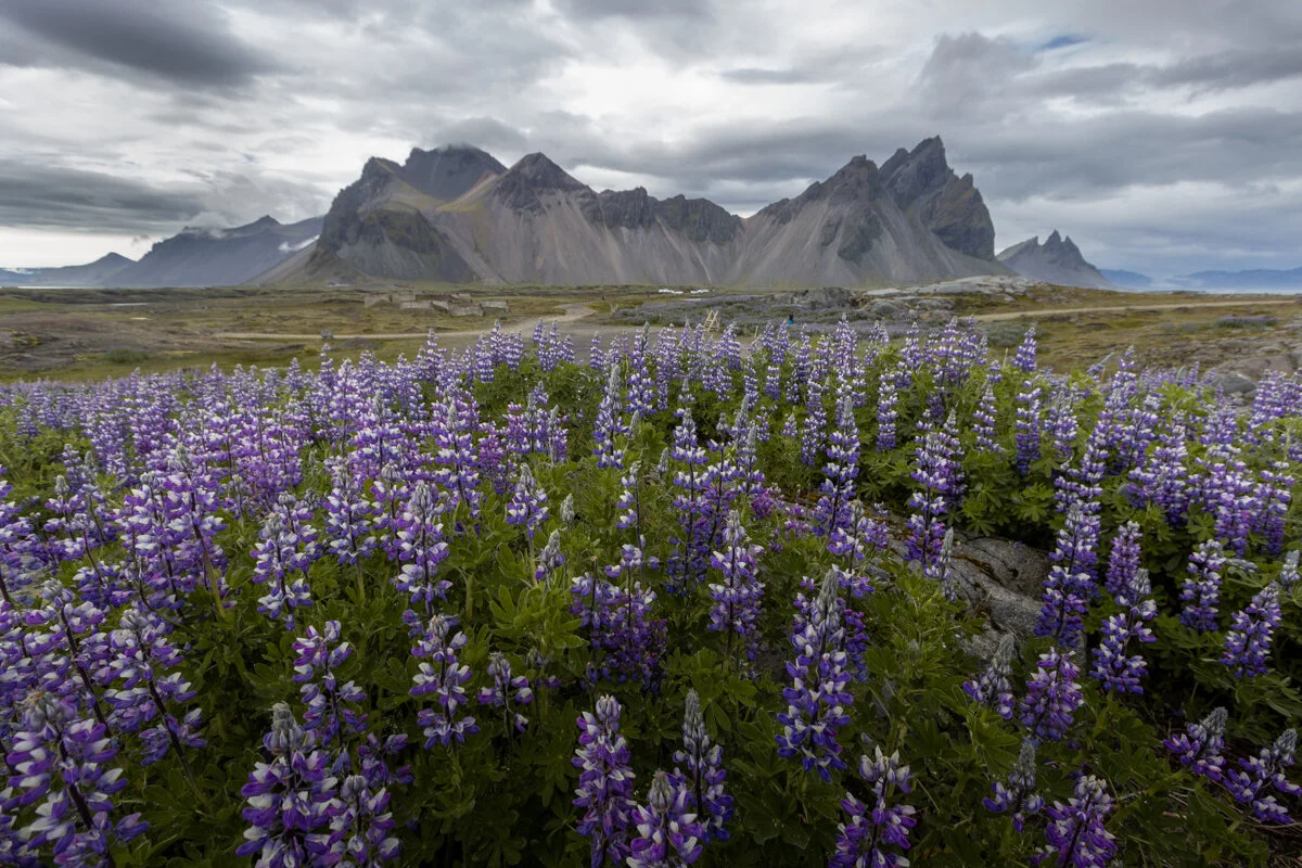 champ de lupins violets avec la montagne de Vestrahorn en arrière-plan