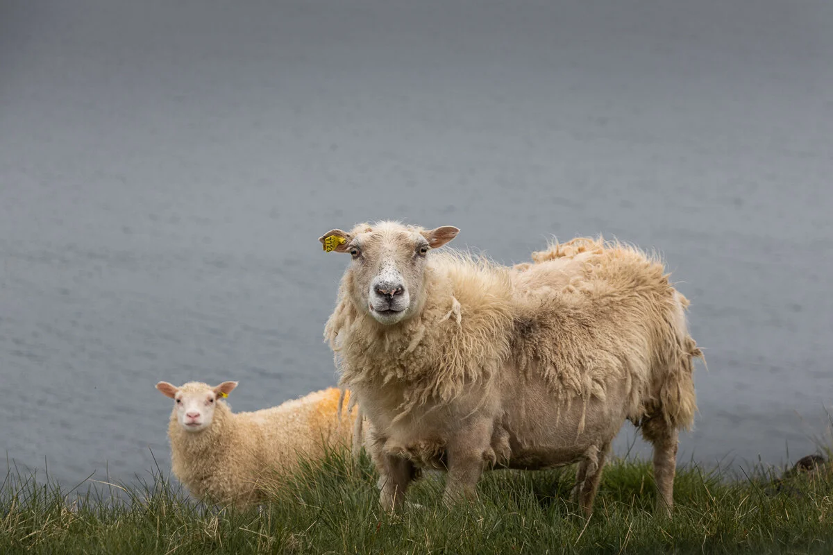 moutons