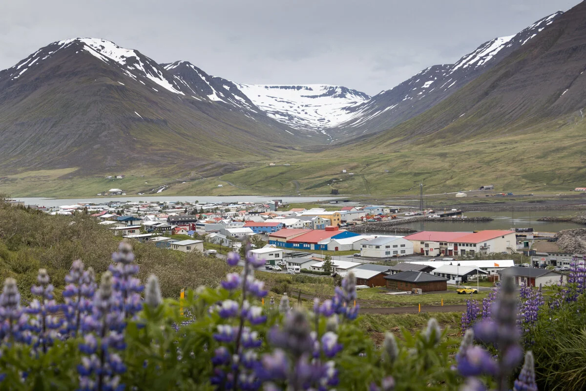 village d'Olasfjordur dans une vallée montagne avec fleurs en premier plan