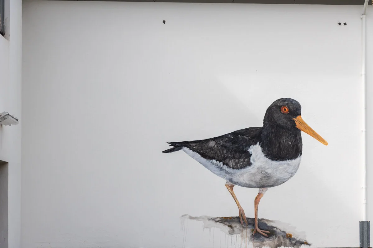 peinture d'oiseau noir et blanc avec bec orange sur une façade de maison