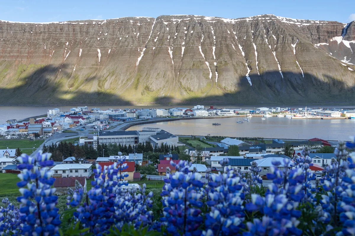 point de vue sur Isafjordur avec montagnes au fond et lupins au premier plan