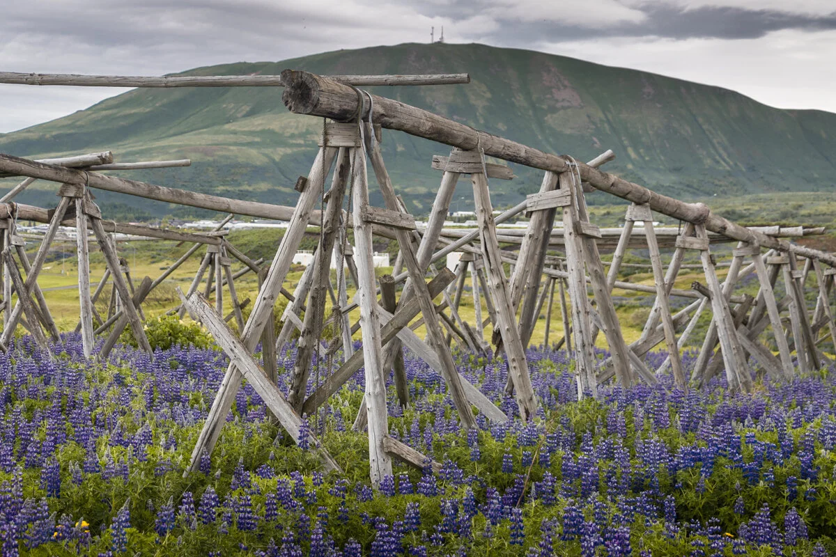 des séchoirs à poisson traditionnels en bois avec des lupins au premier plan
