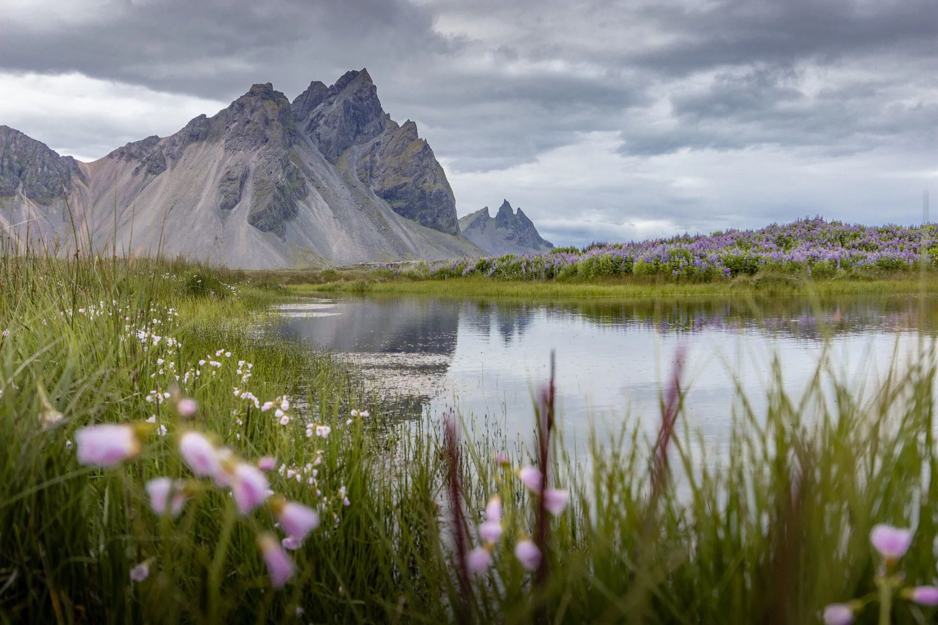 montagne de Vestrahorn avec des fleurs et un bassin d'eau au premier plan