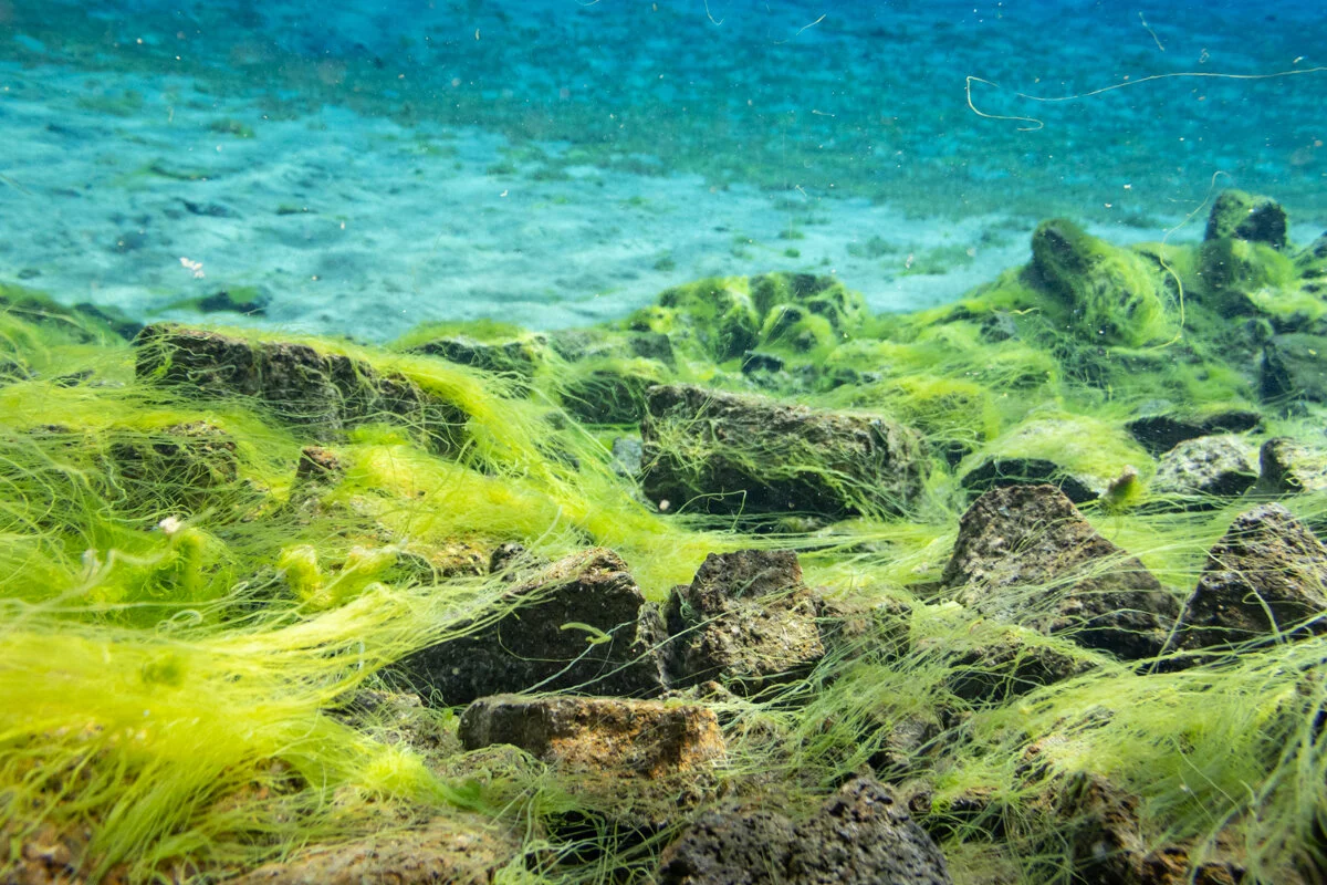 rochers couverts d'algues vertes sous l'eau cristalline