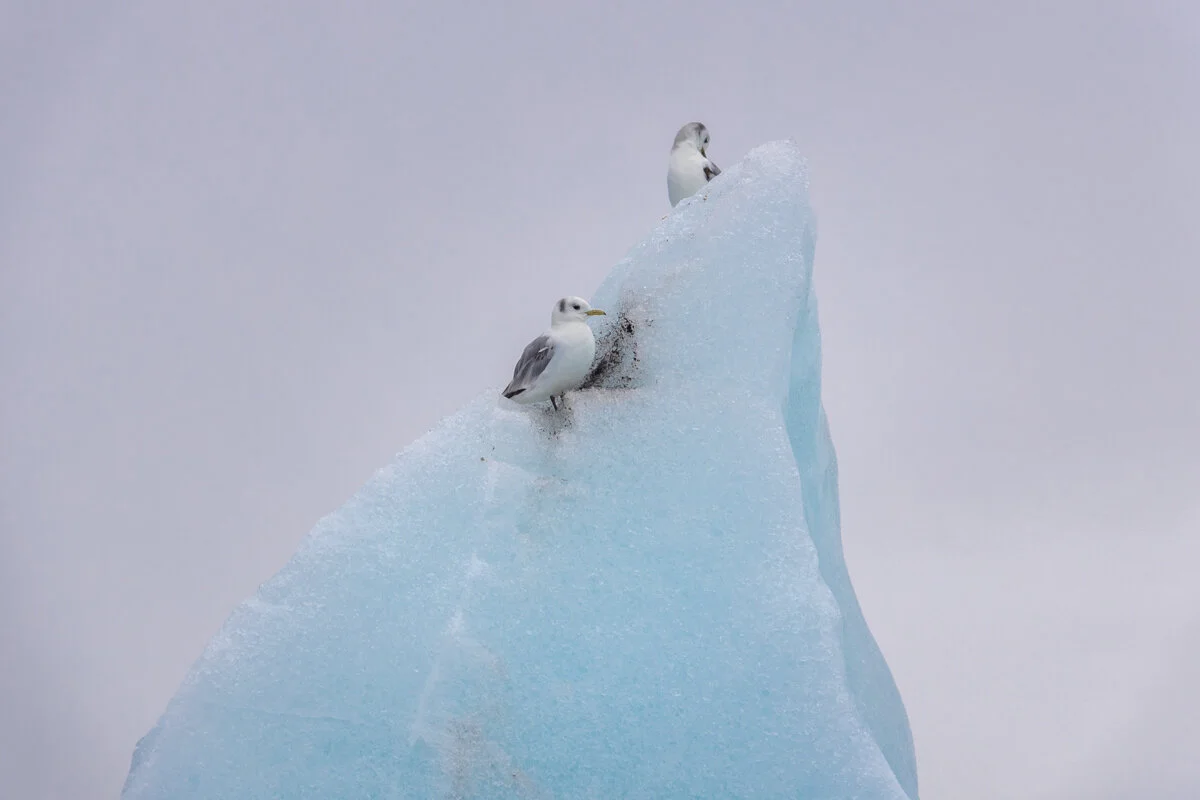 deux oiseaux sur un bloc de glace