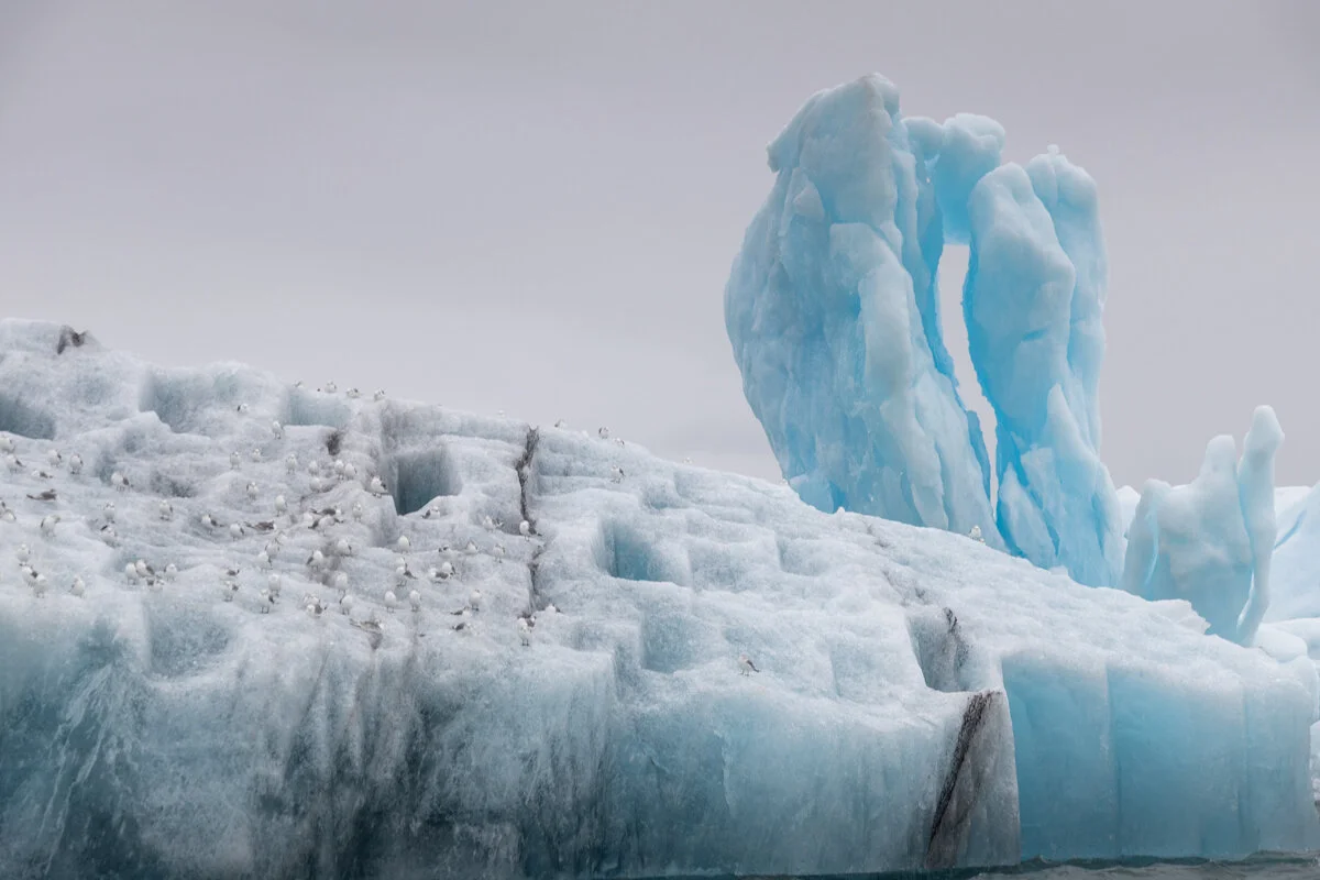 oiseaux sur un iceberg bleu