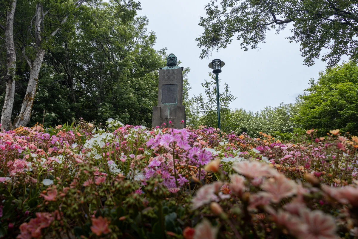 un parterre de fleurs roses