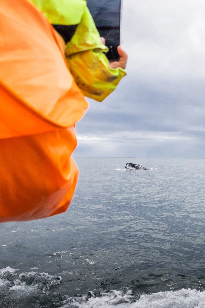 personne en gilet de sauvetage orange observant une baleine en mer
