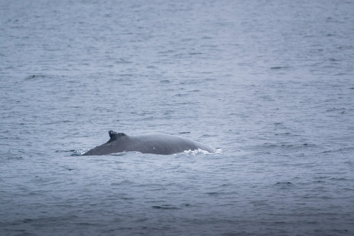 baleine à la surface dans l'océan