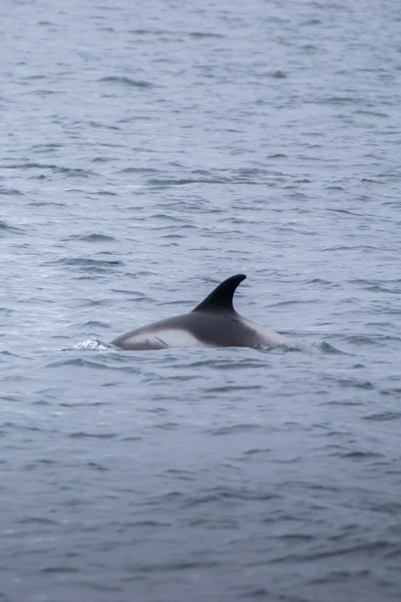 un dauphin nage à la surface de l'eau