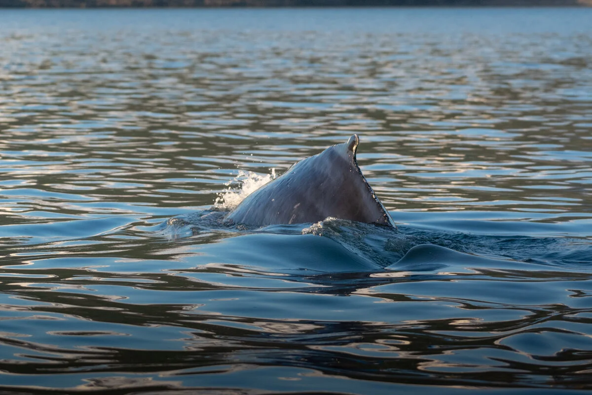 dos de baleine à la surface de l'eau
