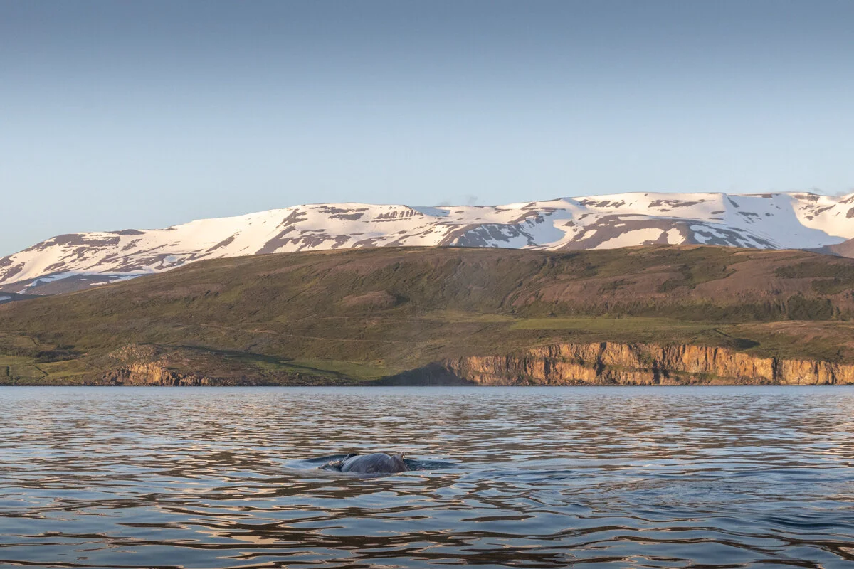 montagne enneigée vue depuis le fjord