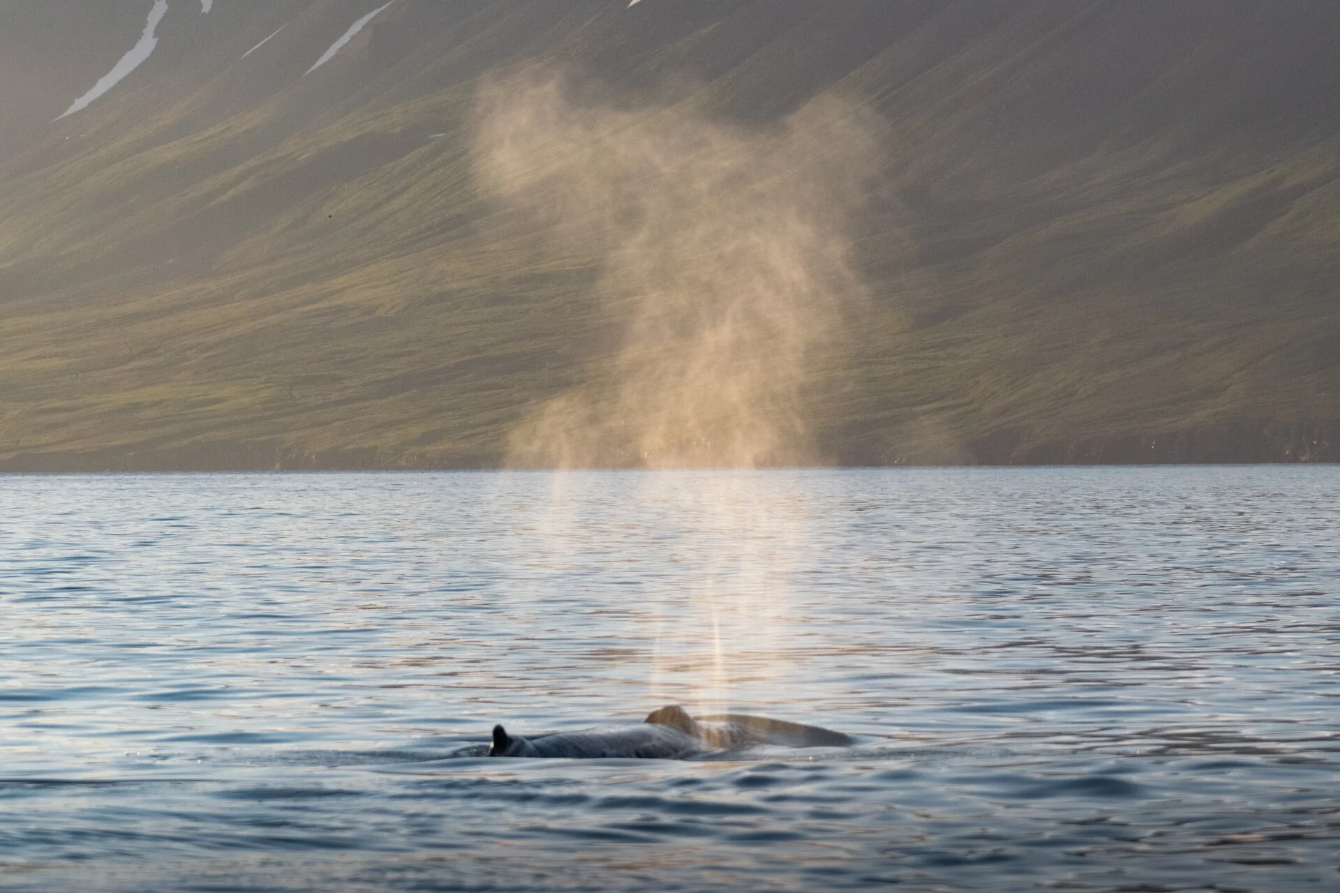 une baleine souffle de l'eau