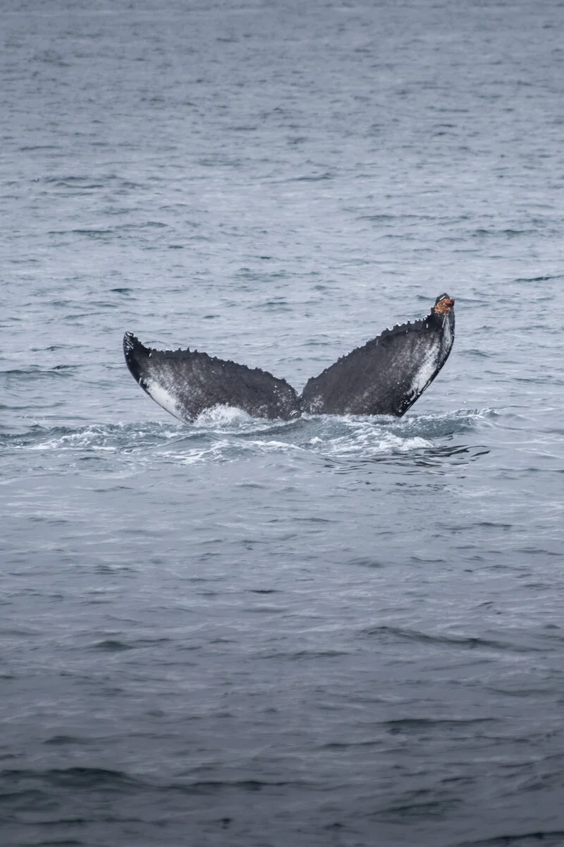 queue de baleine noire avec des tâches blanches