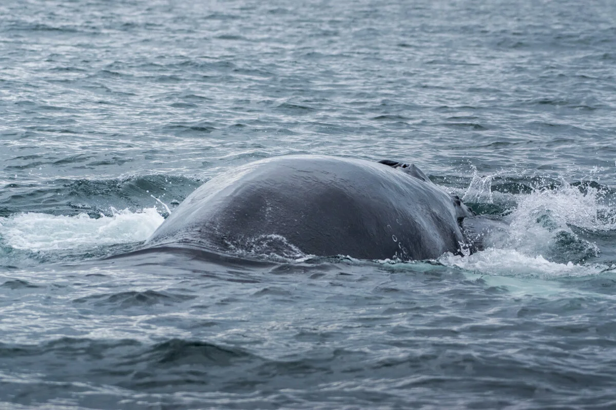 dos d'une baleine à la surface