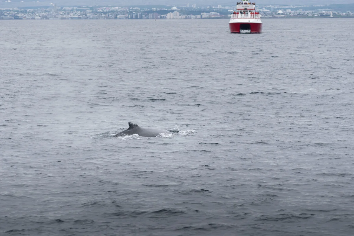 une baleine près d'un bateau