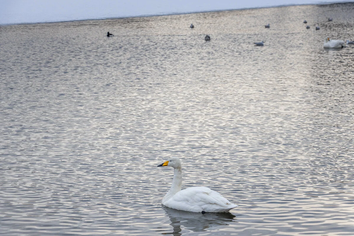 un cygne blanc sur l'eau