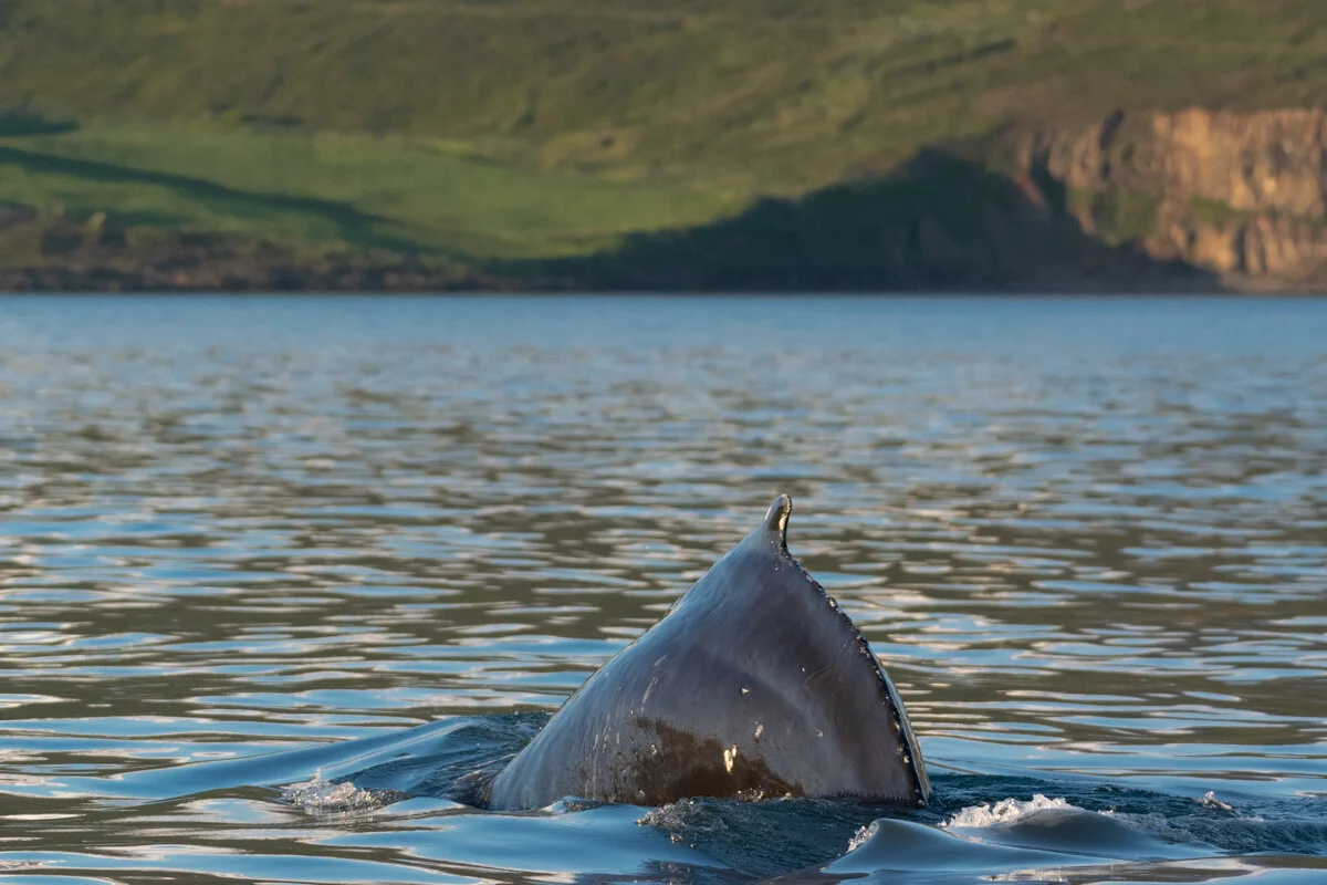 une baleine qui replonge