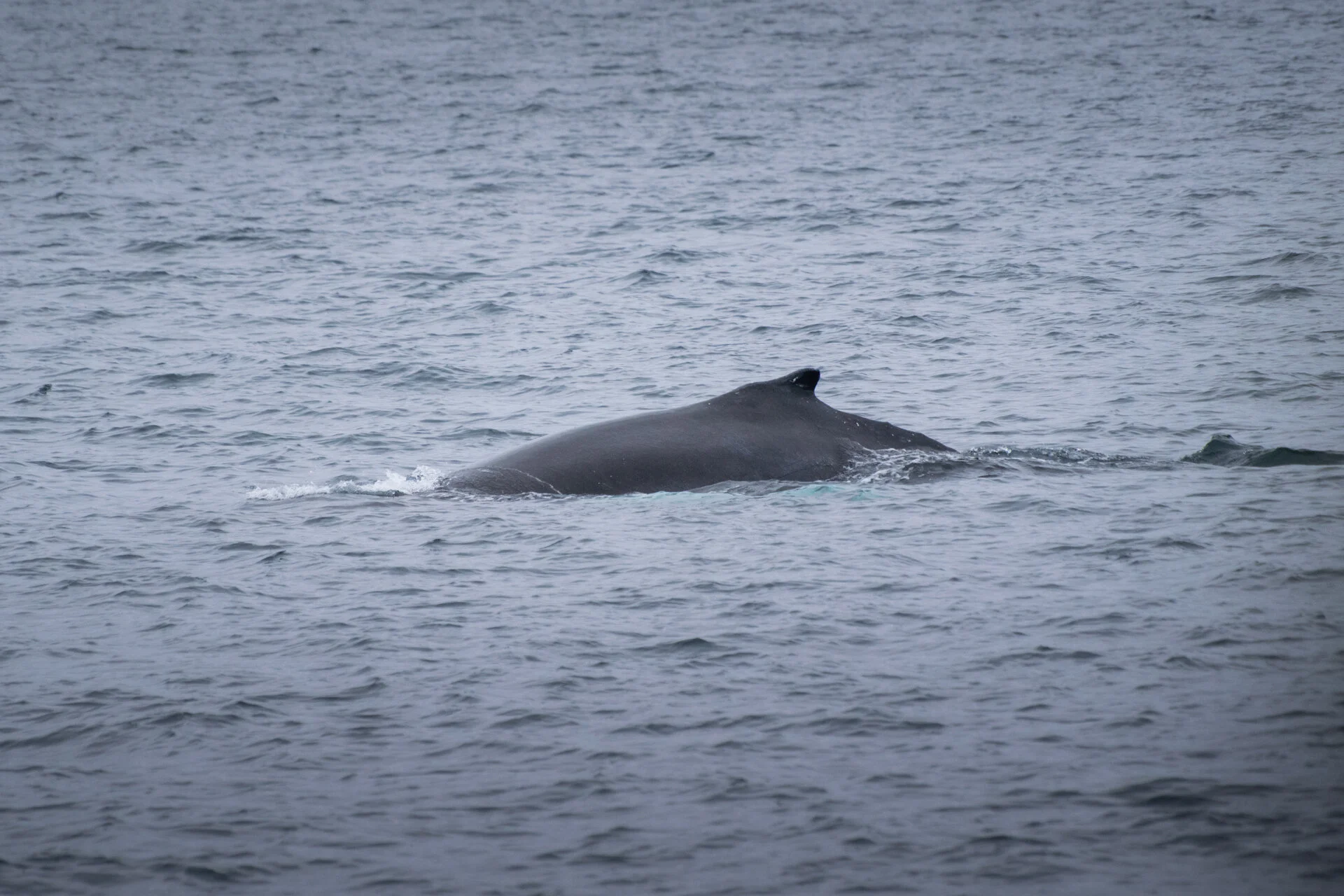 baleine nageant à la surface de l'eau