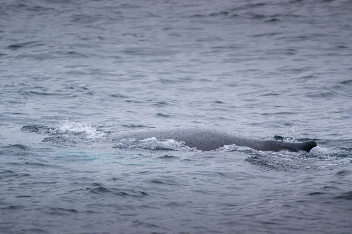 une baleine nage à la surface de l'eau