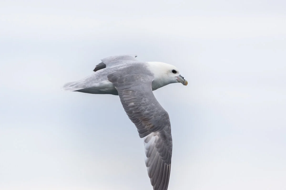 un goéland en vol avec les ailes déployées