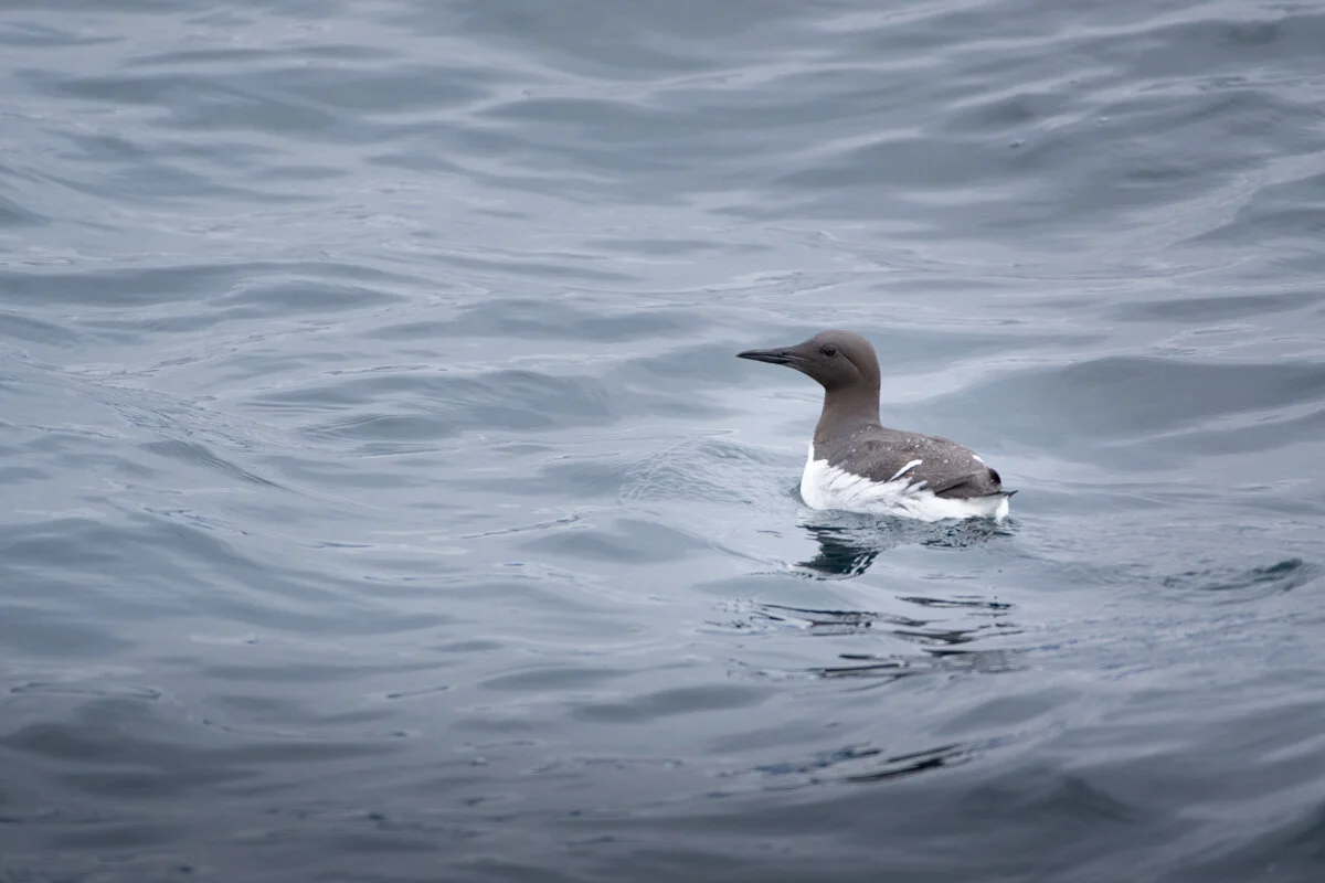 Guillemot