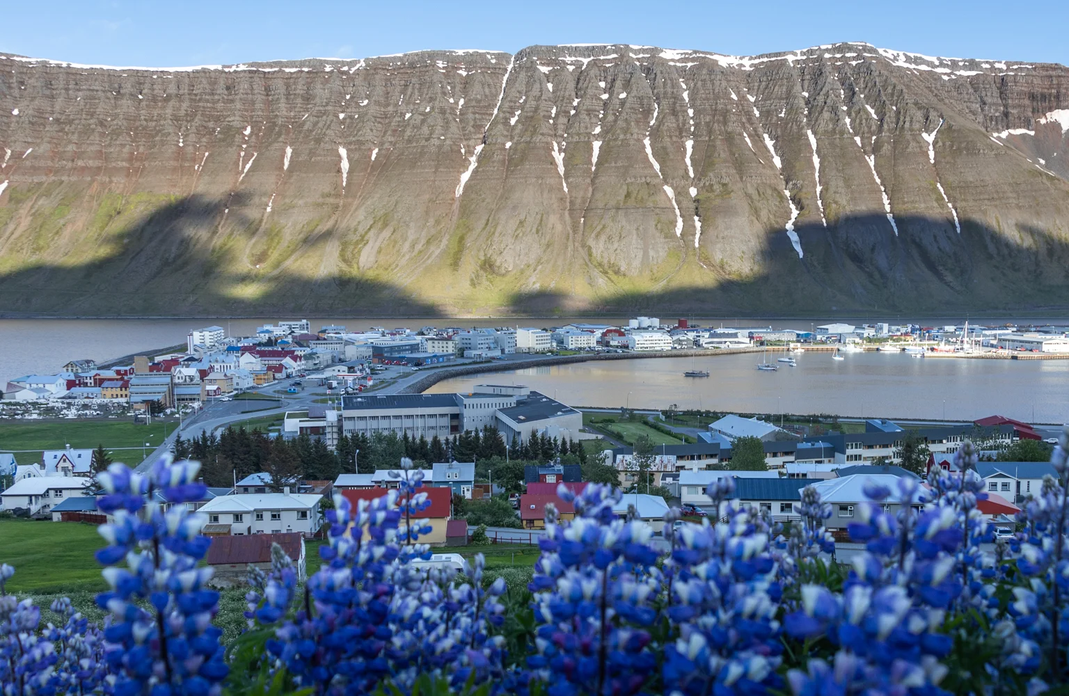 village côtier d'Isafjordur entouré de montagnes et des lupins au premier plan