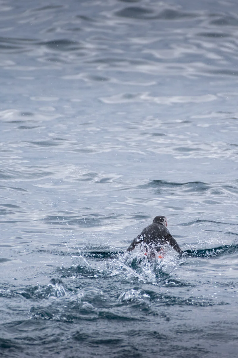 macareux sur l'eau