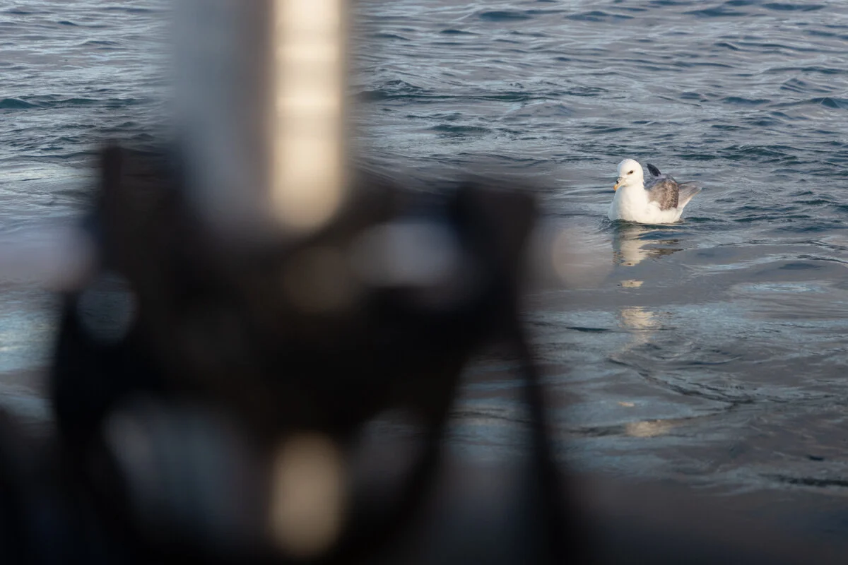 un oiseau blanc flotte sur l'eau