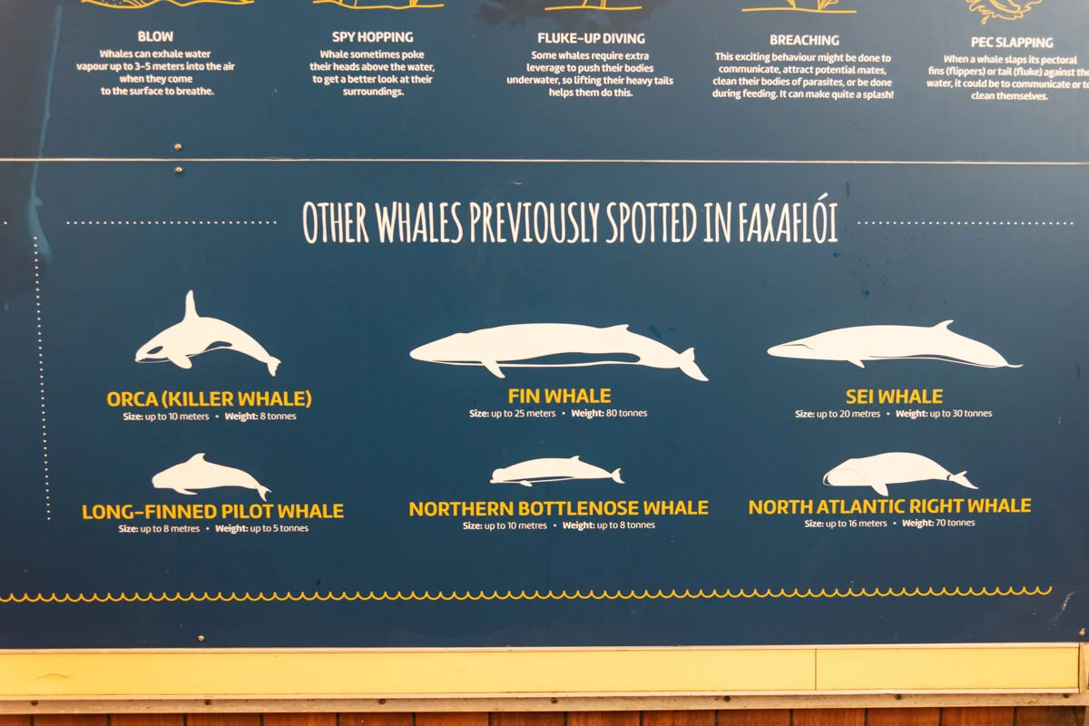 Panneau avec des espèces de baleines